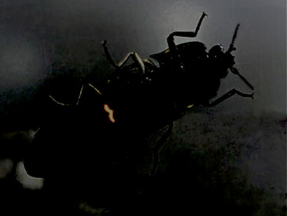 Cocuyo «Pyrophorus noctylocus»: es visible un punto luminoso en la base del abdomen, luego del tórax, ventralmente
