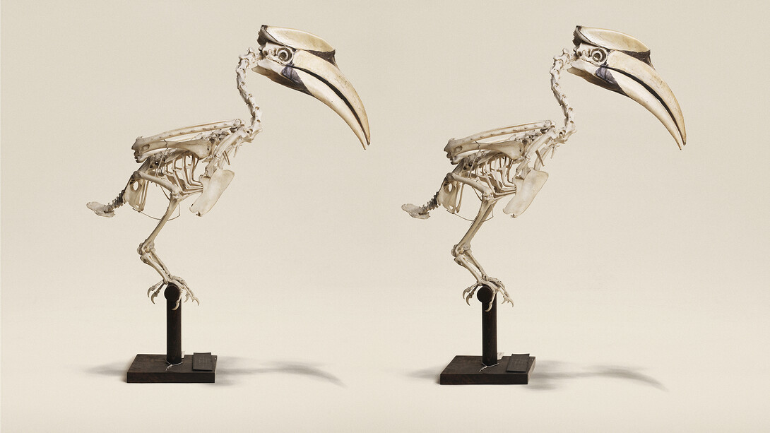 Jim Naughten, Great Indian Hornbill (Buceros Bicornis), Horniman Museum and Gardens (c) Jim Naughten