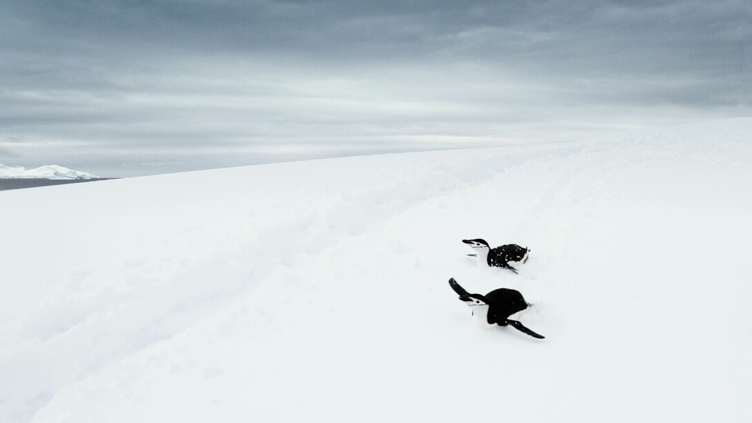 La Antártica