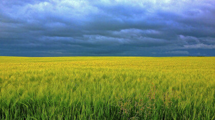 Un campo di orzo