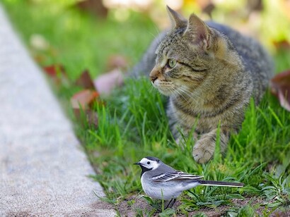 A small wagtail confronts a watchful cat on a green lawn