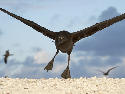 Black-footed Albatross (c) John Aitchison