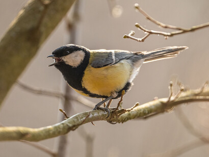 Perched on a treebrach, a bird sings