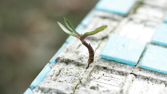 Life always finds a way