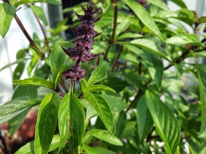 Pianta di Liquirizia