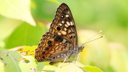 Quando sentiamo le farfalle nello stomaco, è il nostro cervello emotivo che parla attraverso il linguaggio del corpo