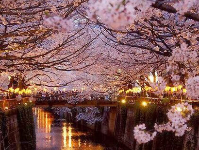 Cherry blossoms in Paris
