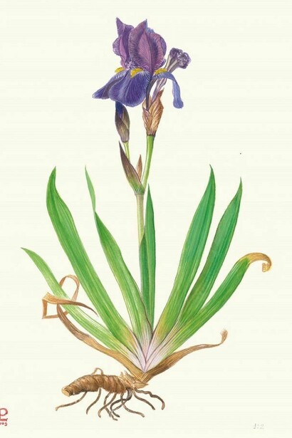 Iris germanica