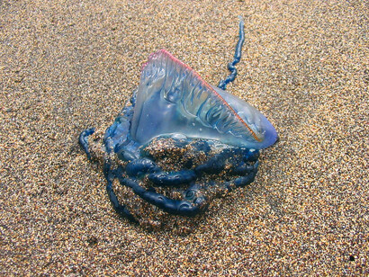 Una Physalia physalis sulle spiagge delle Azzorre