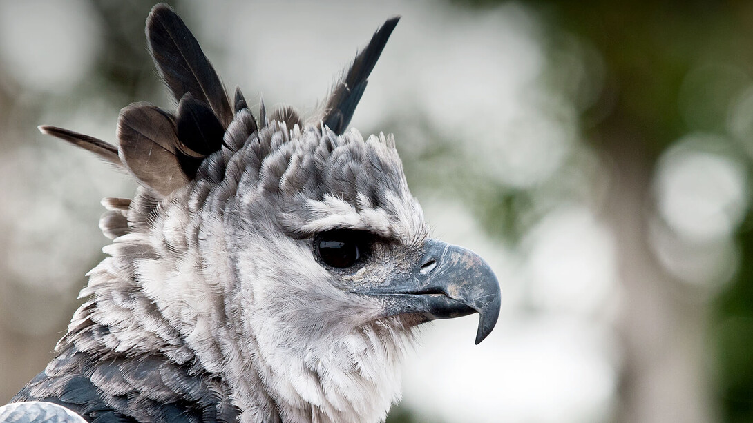 Ralph W. Schreiber Hall of Birds. Courtesy of The Natural History Museum