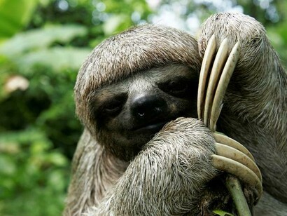 Charming Sloth