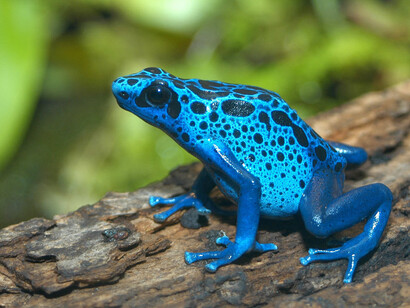 Frogs! A Chorus of Colors. Courtesy of Florida Museum of Natural History