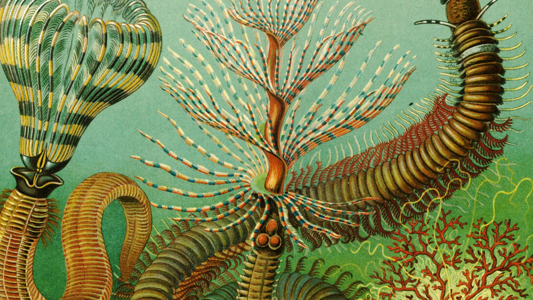 Tavola di Ernst Haeckel che illustra vari invertebrati classificati come Chaetopoda all'interno del phylum Annelida