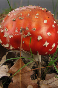 Amanita muscaria
