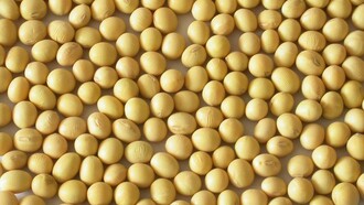 Judias esperando a ser cocinadas