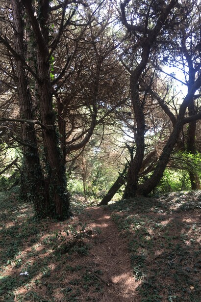 La Pineta di Porto Caleri