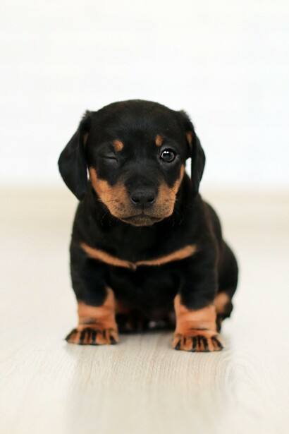 A tan and black puppy