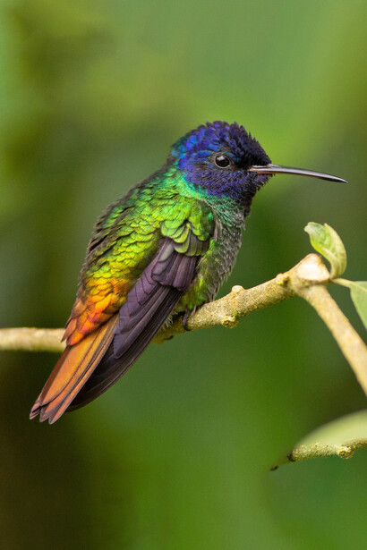 El colibrí es la única especie de ave que pueden volar en todas direcciones