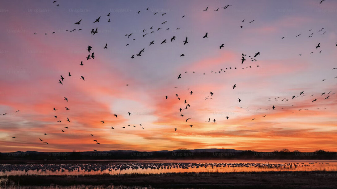 La alegría es la percepción colorida de la vida y del mundo. Sin alegría, el ser humano no se expande hasta el punto de ir más allá de sí mismo