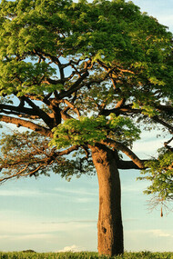 A fertile tree represents nature and questions the place of human beings in the larger natural landscape of the planet