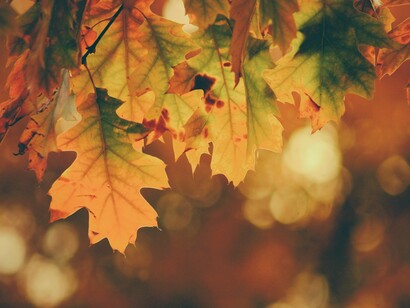 Beautiful colored leaves