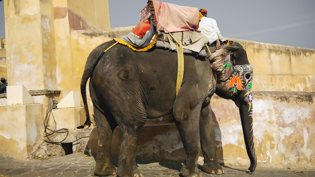 A man rides on the back of an elephant in Jaipur, Rajasthan, India, experiencing the majestic beauty of this historic city