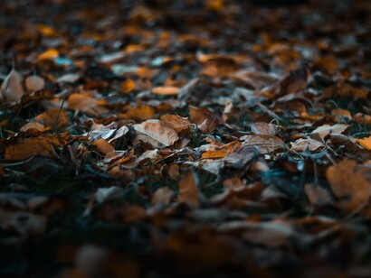 Autumn leaves on the ground