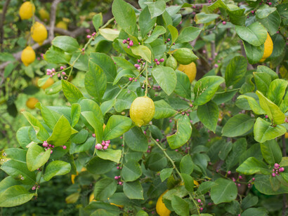 El cultivo de cítricos alicantino representa el 50% de la renta agraria de la provincia