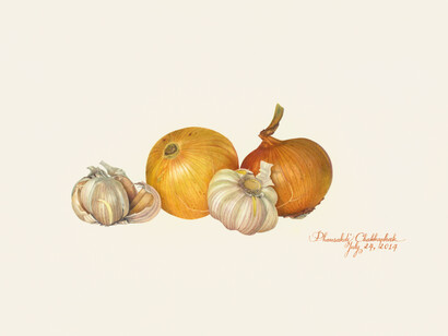 Phansakdi Chakkaphak, Onion and Garlic, Gouache on Fabriano paper, 26.25 x 38 cm