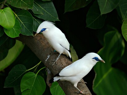 The rare Bali Myna in its natural habitat, reflecting the importance of conserving threatened ecosystems