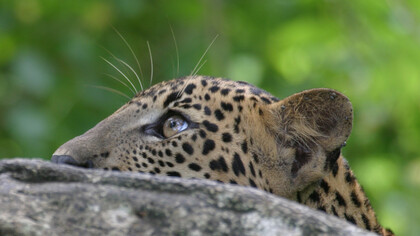 Leopard, low depth of field to have background out of focus © Gehan de Silva Wijeyeratne