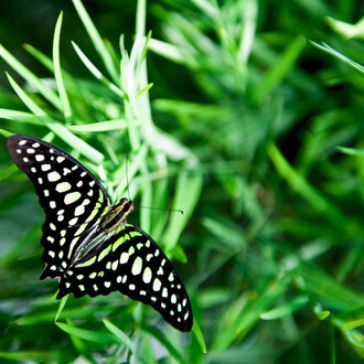 La Galerie des papillons F. Jean MacLeod. Courtesy of Science Nord