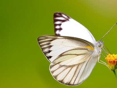 Mariposa