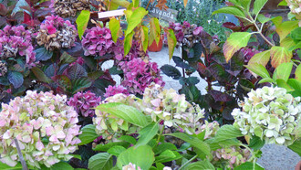 Hydrangea macrophylla