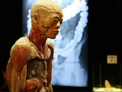 Human Bodies. Tronco y cabeza 