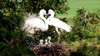 A couple of Great Egret birds and their family of babies