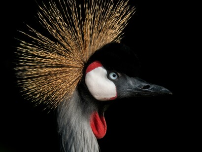 Esistono forme di vita che hanno adottato un sistema collaborativo più flessibile