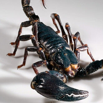 Spiders and Myriapods. Courtesy of Museum für Naturkunde