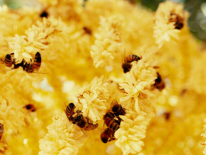 Bienen bestäuben sowohl Wild- als auch Kulturpflanzen

