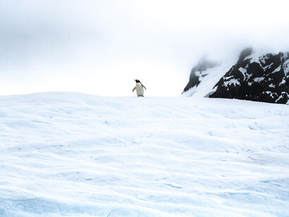 We are already losing species at roughly 1,000 times the natural background rate