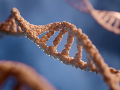 Dans la trame stable du code génétique se glisse l’accident, moteur du changement et source de l’évolution : le hasard essentiel à l’œuvre dans la matière