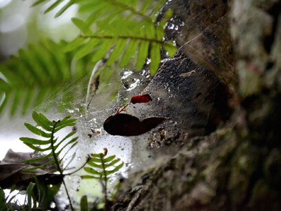 Chalice Bartsch-‐Bailley. Wet Web 3. Photograph. 92 x 73 cm