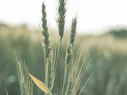 Wheat production in a farm