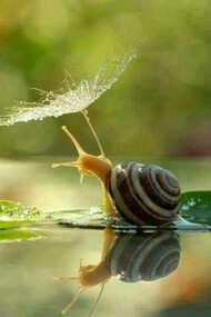 Gerald the Snail, going for a calm walk