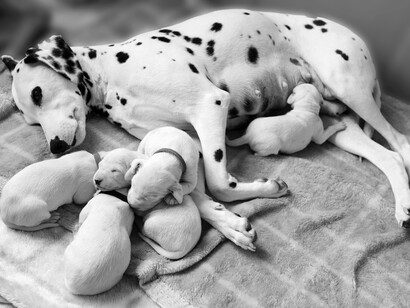 Algunas veces existen complicaciones que hacen que el veterinario no tenga más opción que realizar una cesárea