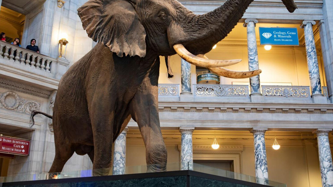 African Bush Elephant. Courtesy of Smithsonian's National Museum of Natural History