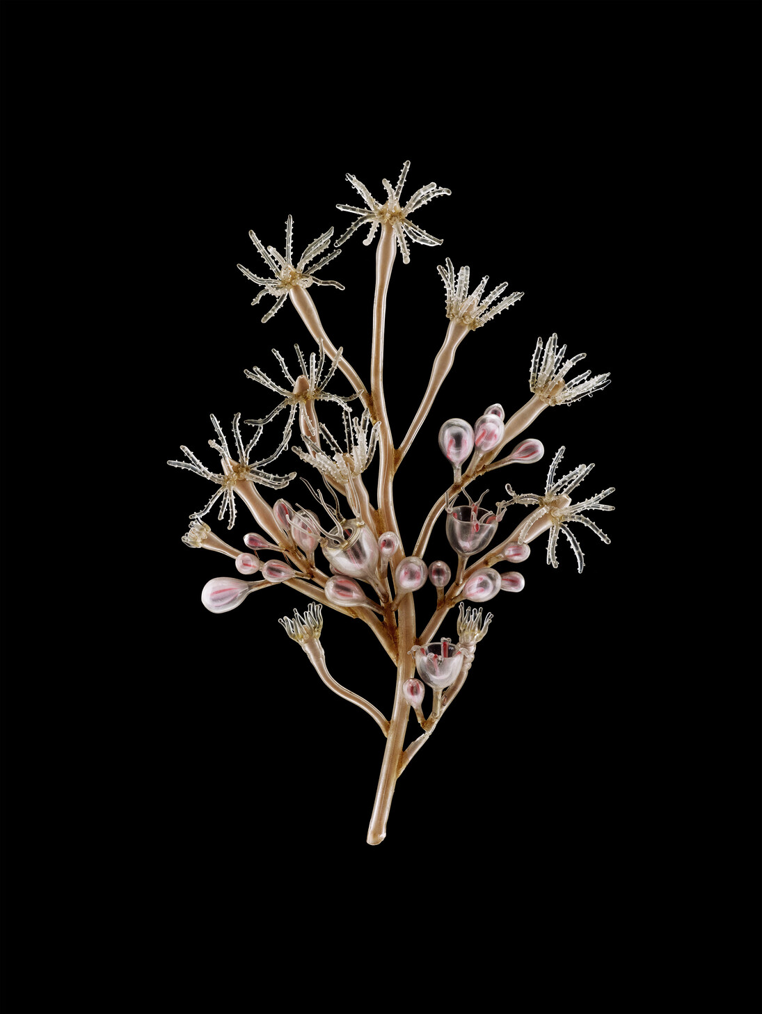 Leopold & Rudol Blaschka, Bougainvillia fruiticosa. Guido Moca co © 2014 With the courtesy of the University Museum of Utrecht, The Netherlands