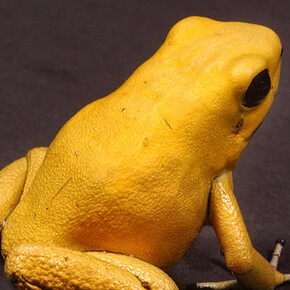 Hall of Reptiles and Amphibians. Courtesy of American Museum of Natural History