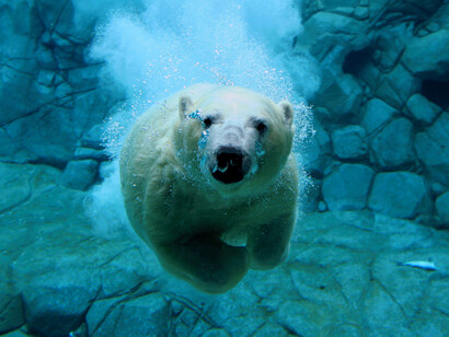 La depredación humana ha llevado a los grandes mamíferos como el oso polar al abismo de una extinción que parece ya inevitable