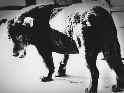 Stray Dog, Misawa, Aomori, 1971 © Daido Moriyama Photo Foundation